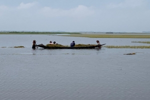 জগন্নাথপুরের হাওরে হাওরে পানি, কৃষকরা ধান তোলার চেষ্টায়
