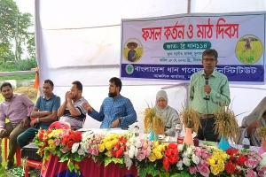 ব্রি ধান১১৪’র ফলনে মুগ্ধ কৃষকরা, ছাতকে জমকালো মাঠ দিবস অনুষ্ঠিত
