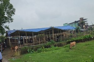 ছাতকে রেলের জমিতে পশুর হাট, ৭ দিনের মধ্যে স্থাপনা সরানোর নোটিশ