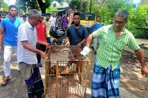 শ্রীমঙ্গলে বৈদ্যুতিক শকে আহত বিরল উল্টোলেজি বানর উদ্ধার