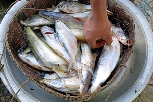 হাকালুকি হাওরে জেলেদের জালে রূপালী ইলিশ