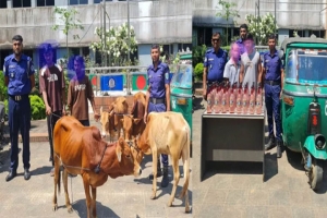 মৌলভীবাজারে ভারতীয় গরু ও দেশীয় মদসহ আটক ৪ 