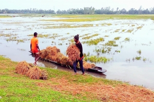 টানা বৃষ্টিতে শ্রীমঙ্গলে ২৫৫ হেক্টর বোরো ধান নষ্ট, দিশেহারা কৃষক
